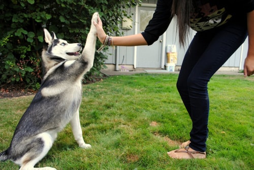 Cachorro Adestrado