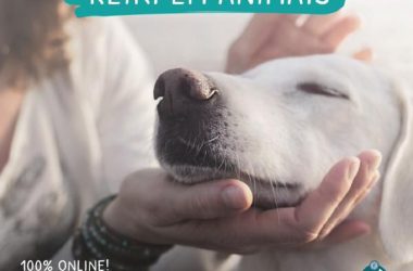 Reiki em Animais